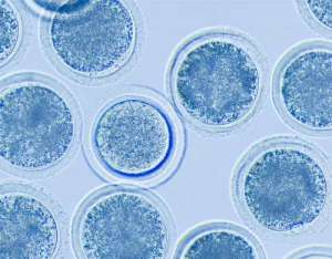 泰國做試管嬰兒都有哪些流程